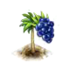 acai_upgrade_0_big.png