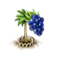 acai_upgrade_1_big.png