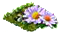 alpineaster.png