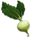 anim_05_turnip.png