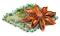 anise.png