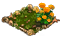 Бархатцы.png