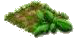 Базилик.png