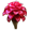 bitterginger_plant_icon_small.png