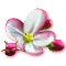 bloomingmar2017appleblossom.png