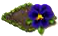 bluepansy.png