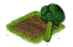 Брокколи.png