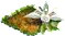 cardamom.png