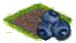 Черника.png