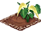 colocasia.png