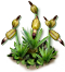 coralroot_layer1.png