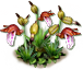 coralroot_layer2.png