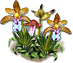 coralroot_layer3.png