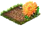 crysanthemum.png