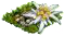 Эдельвейс.png