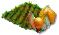 Физалис.png
