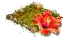 Гибискус.png