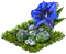 Горечавка.png