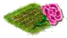 Гвоздика.png