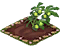 hardytapioca.png