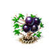 jabuticaba_upgrade_1_big.png