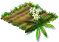 Ясменник.png
