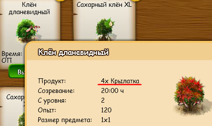 клён_дланевидный.jpg