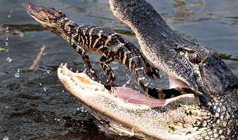 крокодил_9.jpg