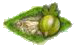 Крыжовник.png