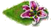 Лилия.png