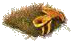 Лисички.png
