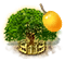 marula_upgrade_2.png