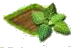 Мята.png