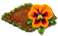 orangepansy.png