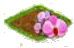 Орхидея.png