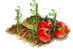 Помидор.png