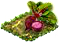 redbeet.png