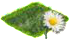 Ромашка.png
