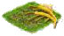 Рожь.png