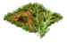 Розмарин.png