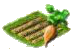 Сахарная свёкла.png