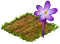 Шафран.png