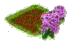 Сирень.png