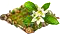 Стевия.png