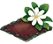 tahitiangardenia.png