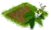 Таволга.png