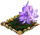 Водный гиацинт.png