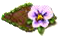 whitepansy.png