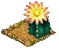 Звёздчатый кактус.png